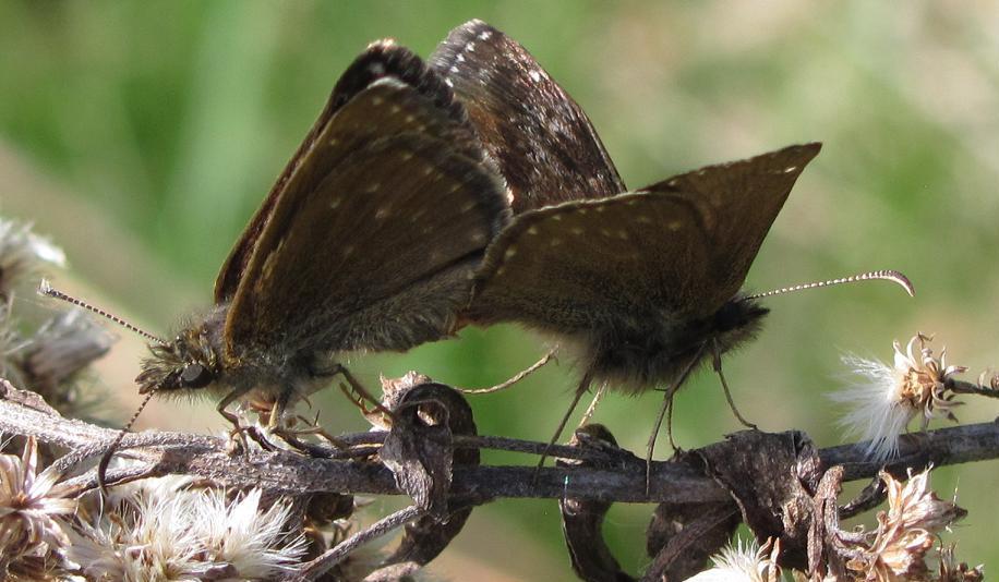 Erynnis tages in accoppiamento